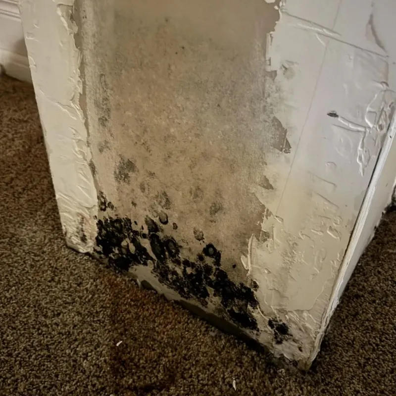 Professional Mold Removal in Sissonville, WV